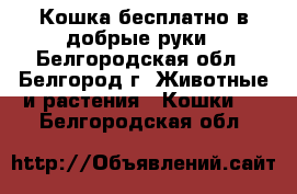 Кошка бесплатно в добрые руки - Белгородская обл., Белгород г. Животные и растения » Кошки   . Белгородская обл.